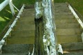 Tailpole and steps